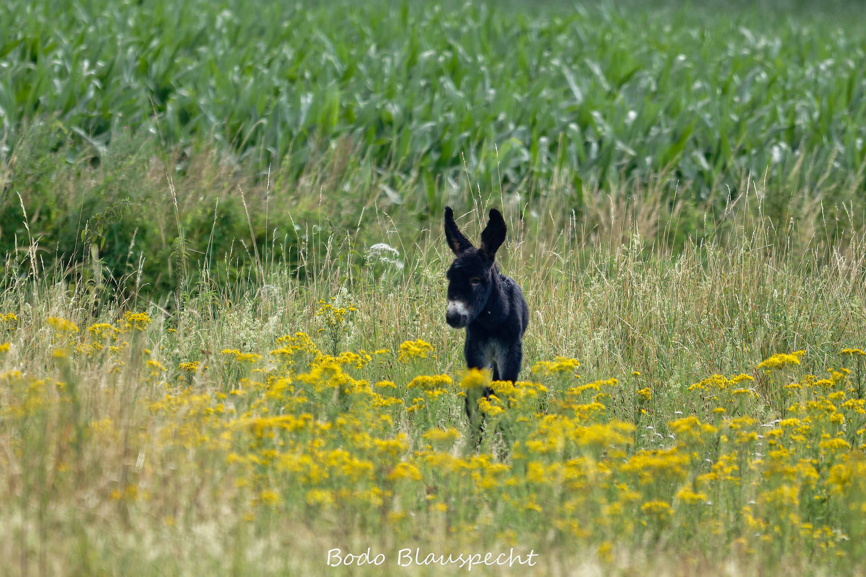 07.03 09.44 27   Poitou Esel   Steveraue WEB